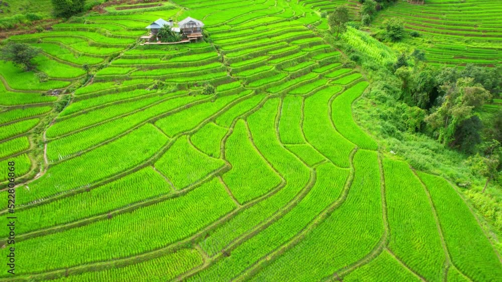 Aerial view of agriculture in rice fields for cultivation. The rice terraces in Pa pong piang rice terraces, Chiang Mai Province, Northern Thailand. 4k. drone
Aerial view of agriculture in rice fields for cultivation. The rice terraces in Pa pong piang rice terraces, Chiang Mai Province, Northern Thailand. 4k. drone