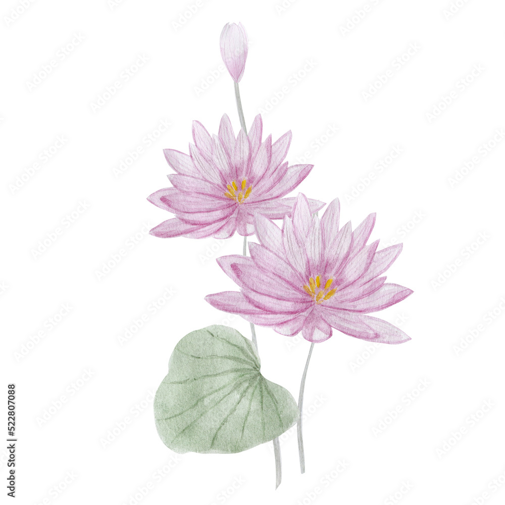 Lotus water lily, placard. Watercolor illustration. Lotus water lily, placard. Watercolor illustration.