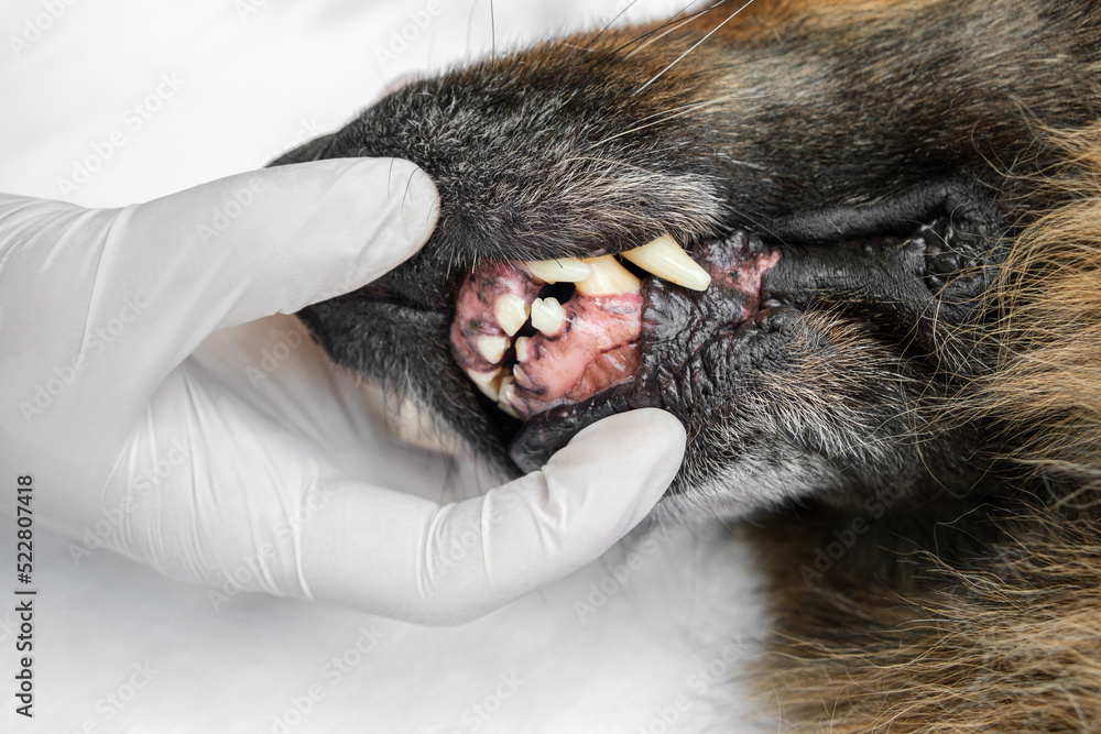 Obraz premium Veterinarian in medical gloves checking old German Shepherd dog's teeth. Close up.