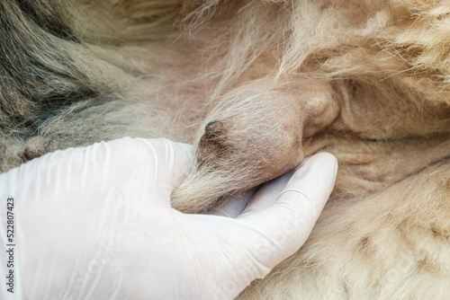 Close up of a cancerous tumor in a dog, breast cancer, oncology. Doctor's hand in a white medical glove.