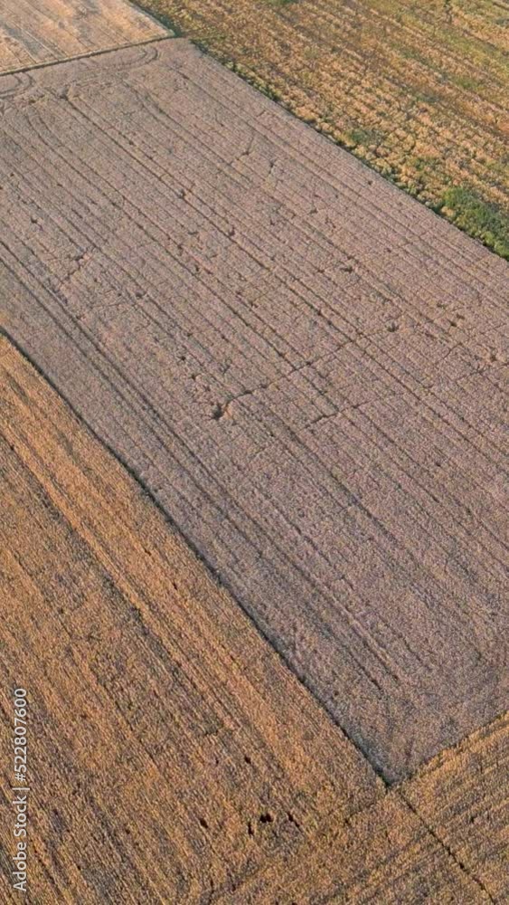 Flying above golden fields with wheat crops, harvest, vertical footage Flying above golden fields with wheat crops, harvest, vertical footage