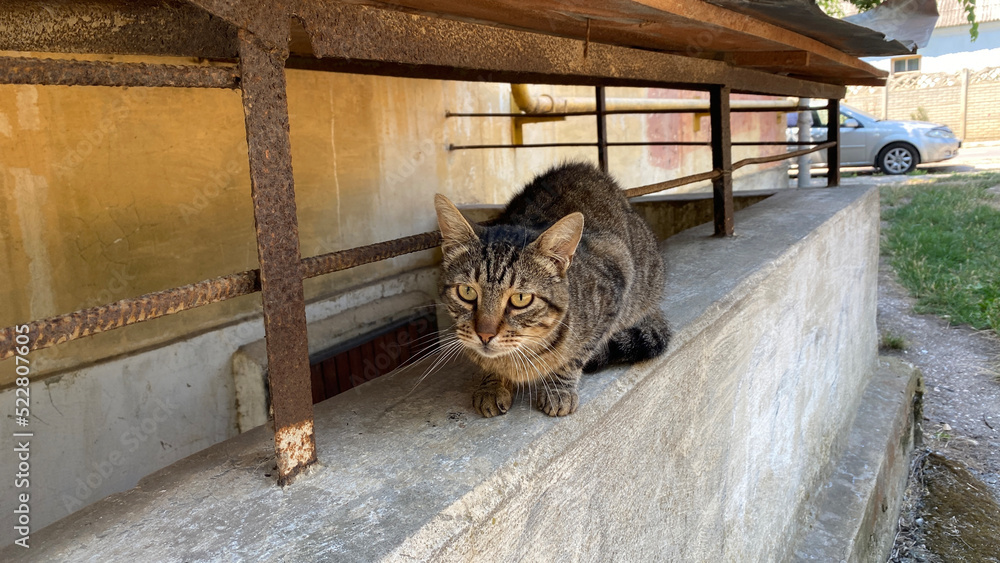 Obraz premium Portrait of a street tabby cat in the yard of the house
