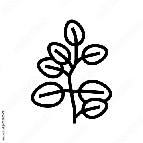 eucalyptus leaves line icon vector. eucalyptus leaves sign. isolated contour symbol black illustration
