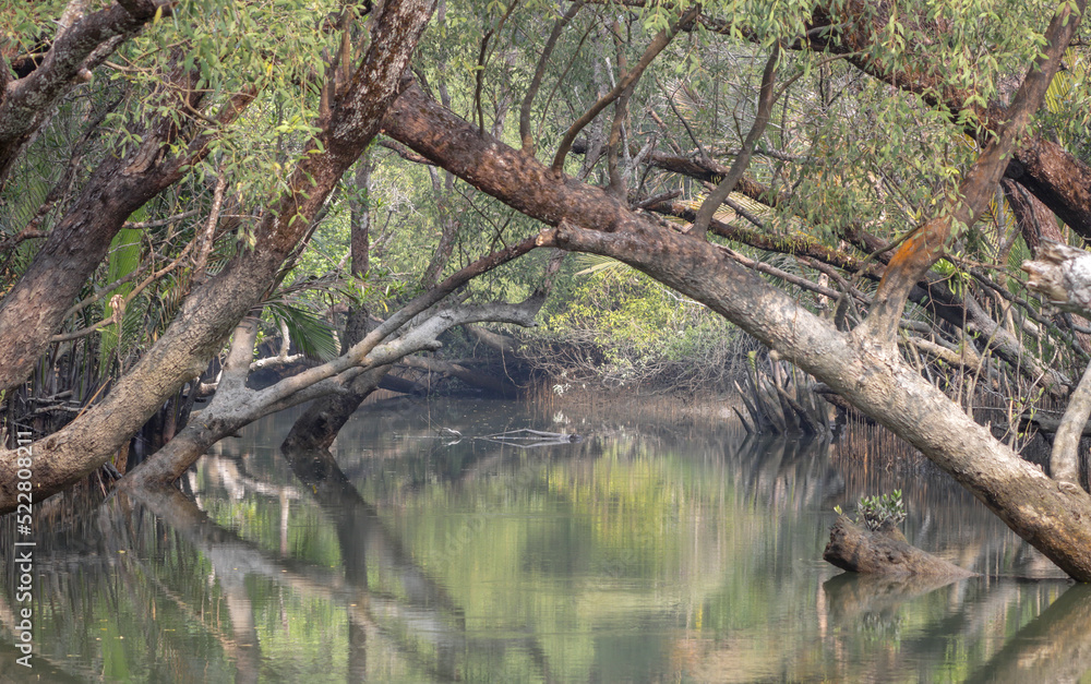 A canal in Sundarbans.Sundarbans is the biggest natural mangrove forest in the world, located between Bangladesh and India.this photo was taken from Bangladesh. A canal in Sundarbans.Sundarbans is the biggest natural mangrove forest in the world, located between Bangladesh and India.this photo was taken from Bangladesh.