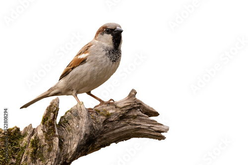 House sparrow, passer domesticus, sitting on wood isolated on white background. Brown and white bird looking on branch cut out on blank. Little featered animal observing on tree. photo
