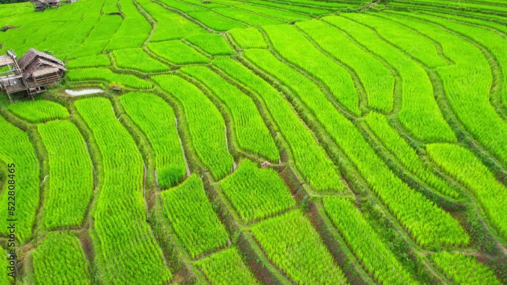 Aerial view of agriculture in rice fields for cultivation. The rice terraces in Pa pong piang rice terraces, Chiang Mai Province, Northern Thailand. 4k. drone
Aerial view of agriculture in rice fields for cultivation. The rice terraces in Pa pong piang rice terraces, Chiang Mai Province, Northern Thailand. 4k. drone