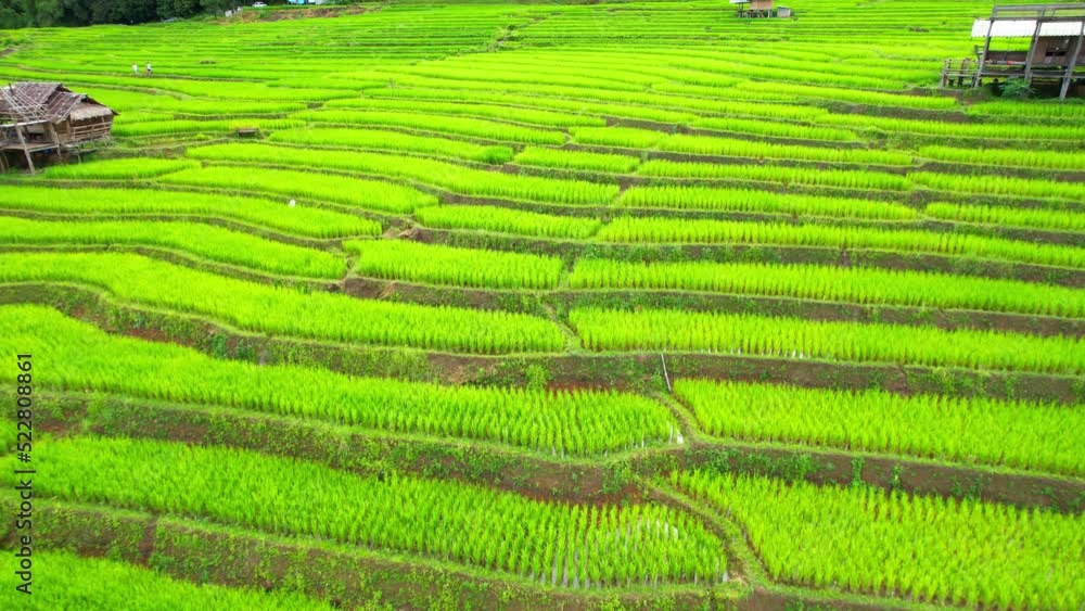 Drone flying over fields in Pa pong piang rice terraces, Chiang Mai, Northern Thailand. One of the most beautiful rice terraces in the world. natural background in motion. agricultural industry.
Drone flying over fields in Pa pong piang rice terraces, Chiang Mai, Northern Thailand. One of the most beautiful rice terraces in the world. natural background in motion. agricultural industry.