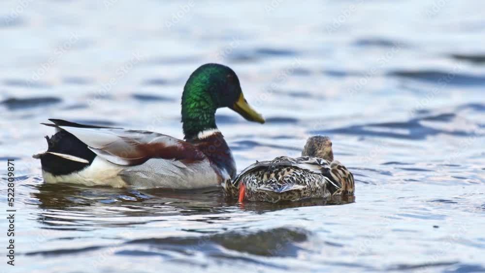 Mallard - Anas platyrhynchos - a medium-sized water bird, a male with a green head and a brown female. Bird copulation during the breeding season on the calm water of the lake. Mallard - Anas platyrhynchos - a medium-sized water bird, a male with a green head and a brown female. Bird copulation during the breeding season on the calm water of the lake.