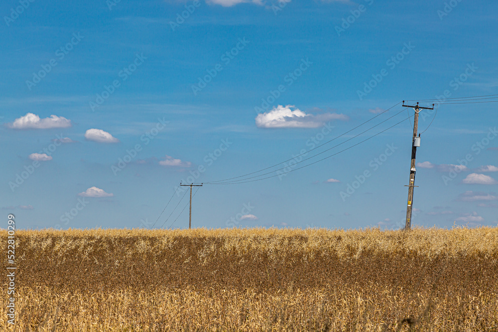 Fototapeta premium A Rural Sussex Landscape with Cereal Crops in Summer