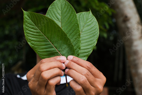 front and back of Kratom leaf(Mitragyna speciosa) Mitragynine. Drugs and Narcotics.Kratom is Thai herbal which encourage health.