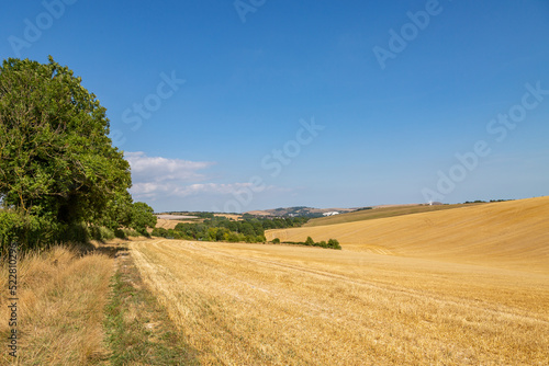 Farmland in the South Downs during a hot and dry summer, with a blue sky overhead