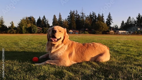 Slow motion video of a happy, smiling golden retriever dog laying on a field of grass with an orange ball on the ground next to him. The puppy is wagging his fluffy tail. 