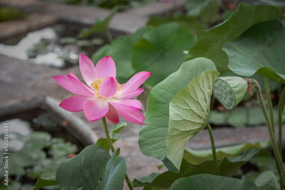 Lotus flowers and leaves in Boboli garden, Florence Lotus flowers and leaves in Boboli garden, Florence