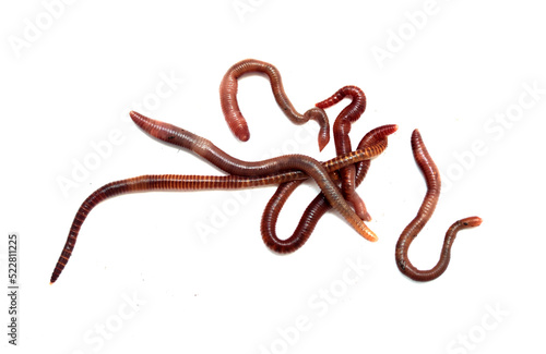 Earthworms on a white background.