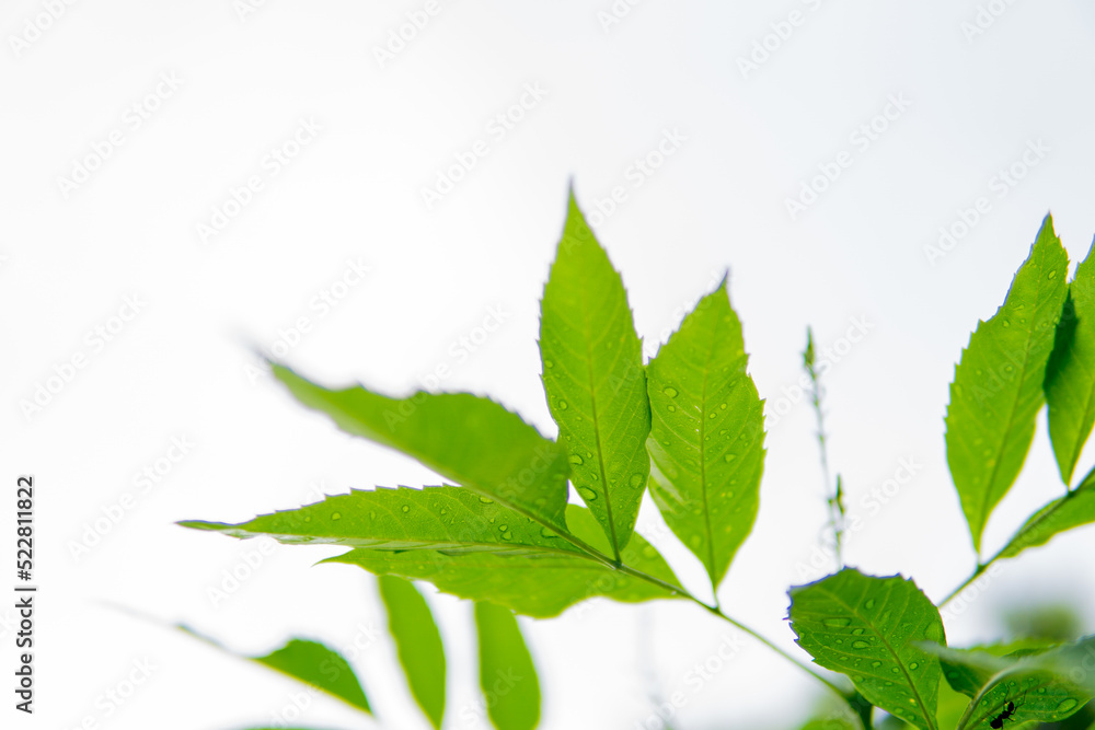 green leaf water droplets beautiful background green leaf water droplets beautiful background