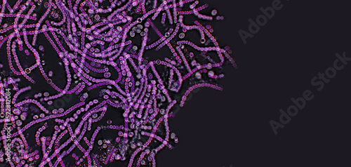Probiotics, lactic acid bacteria on black background. Bacteria and microorganisms. Microscopic probiotics, bacterial flora photo