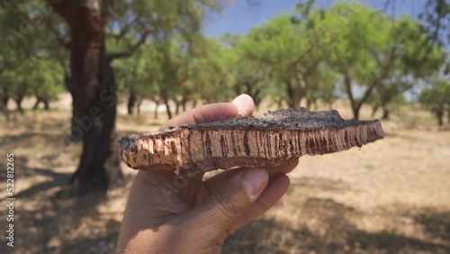 Cork tree garden (cork oak) is a long-standing business in parts of Portugal, element of cork tree bark in the foreground. photo