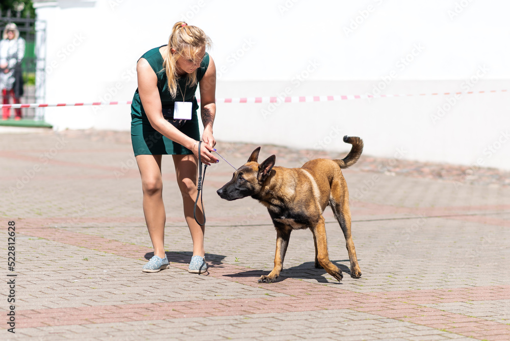 Jack Russell Terrier, in the city, unloading.
