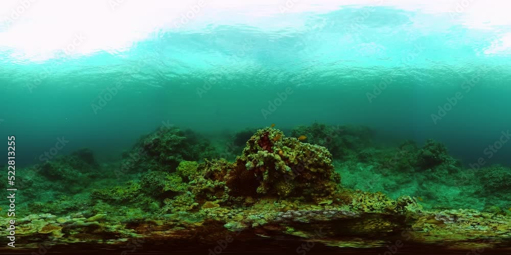 Underwater Scene Coral Reef. Coral Reefs Seascape. Underwater sea fish. Tropical fish reef marine. Philippines. Virtual Reality 360. Underwater Scene Coral Reef. Coral Reefs Seascape. Underwater sea fish. Tropical fish reef marine. Philippines. Virtual Reality 360.