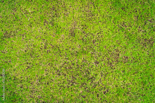 Dead grass of the nature background. A patch is caused by the destruction of fungus Rhizoctonia Solani grass leaf change from green to dead brown in a circle lawn texture background dead dry grass.