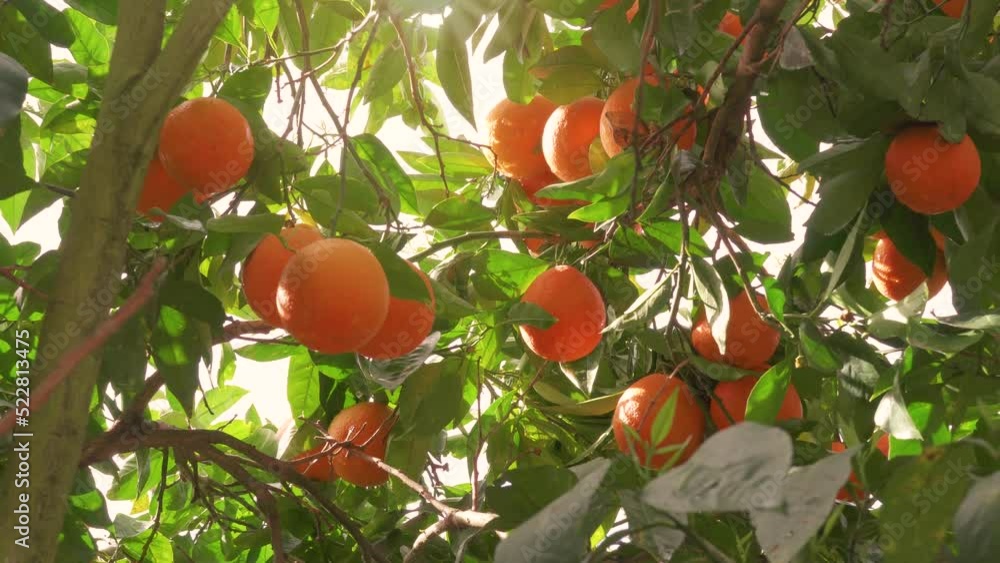 Orange garden with ripe oranges on the branches on a sunny spring day. The fruits of oranges slow sway on the trees. Orange garden with ripe oranges on the branches on a sunny spring day. The fruits of oranges slow sway on the trees.