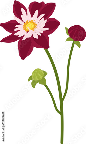 Dark pink dahlia flower hand drawn illustration.