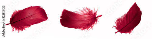 red feathers of a goose on a white isolated background