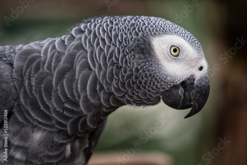 African Grey Parrot HD Wallpaper 