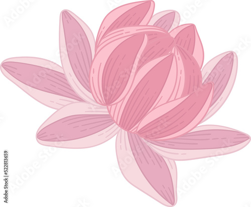 Pink dahlia flower hand drawn illustration.