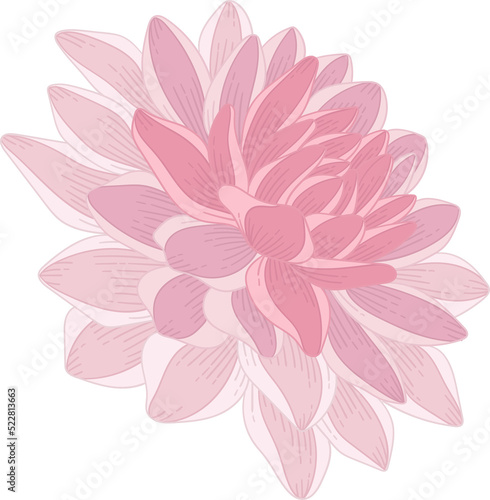 Fototapeta Naklejka Na Ścianę i Meble -  Pink dahlia flower hand drawn illustration.