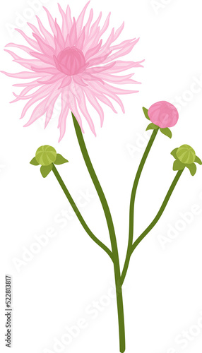 Pink dahlia flower hand drawn illustration.
