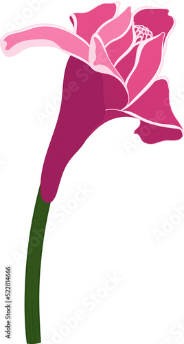 Red Torch ginger flower hand drawn illustration.