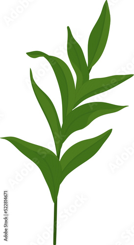 Pink ginger leaf hand drawn illustration.