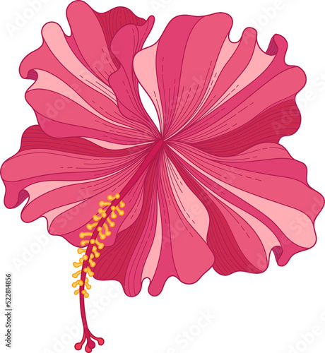 Hand drawn pink hibiscus topical flower