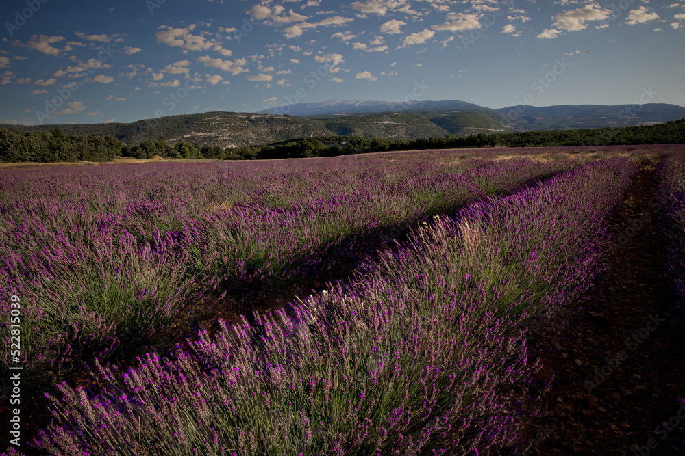 Obraz premium Colorful, purple lavender fields near Sault