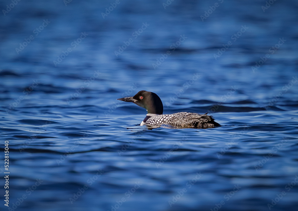 Common loon swims from right to left in Pelican Lake