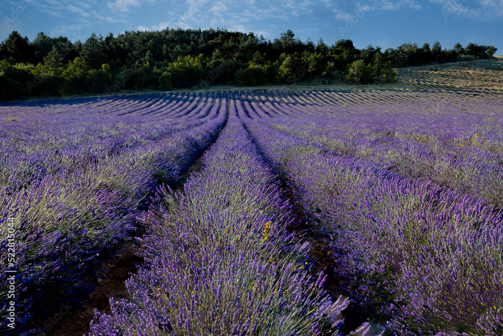 Obraz premium Rows and rows of lavender bushes and flowers