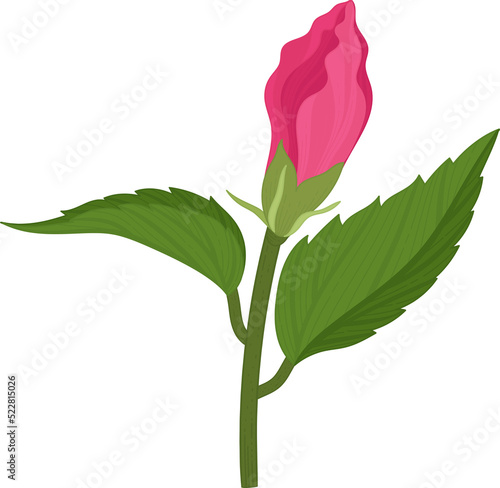 Pink Hibiscus flower hand drawn illustration.