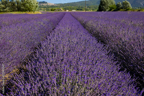Horizontal shot of wide rows of purple lavender plants