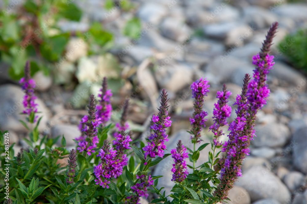 Obraz premium purple flowers