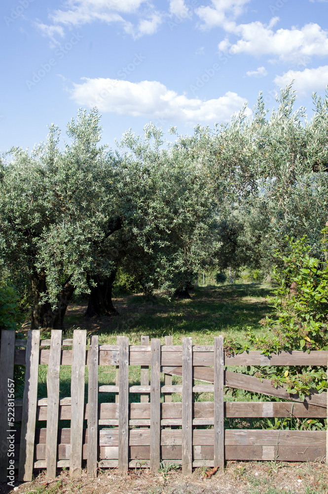 Countryside: picket fence along the olive tree grove. Countryside: picket fence along the olive tree grove.