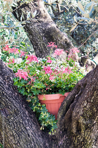 Planter with a flowering plant placed between a tree’s trunks.