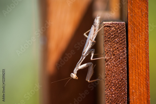 Mante religieuse sur panneau de bois
