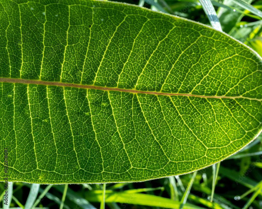 Close-up of the leaf pattern of the common milkweed with grass in the background. Close-up of the leaf pattern of the common milkweed with grass in the background.