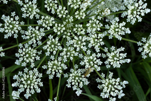 Close-up of Queen Anne's lace with a black background.