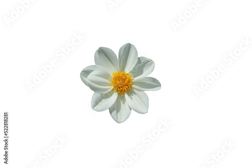 white daisy flower isolated on white background