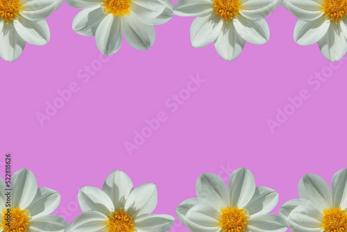 frame of white flowers on pink background © yenzaar