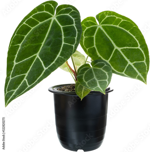 Anthurium Clarinervium plant exotic heart leave decoration house plant in black pot isolated on white with clipping path