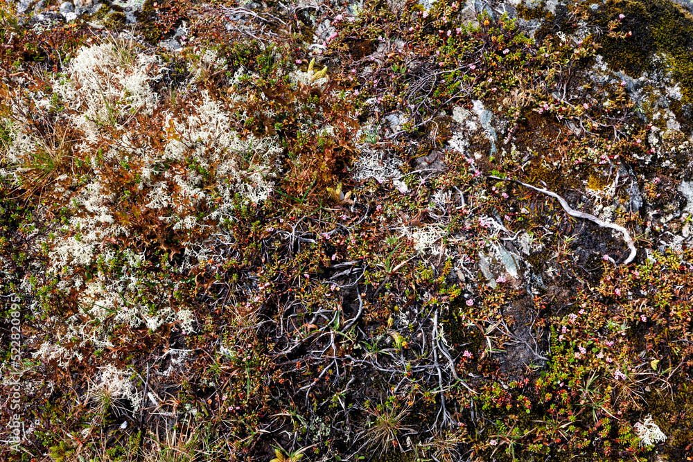 colored lichen and moss on stone, graphic background, top view, texture colored lichen and moss on stone, graphic background, top view, texture