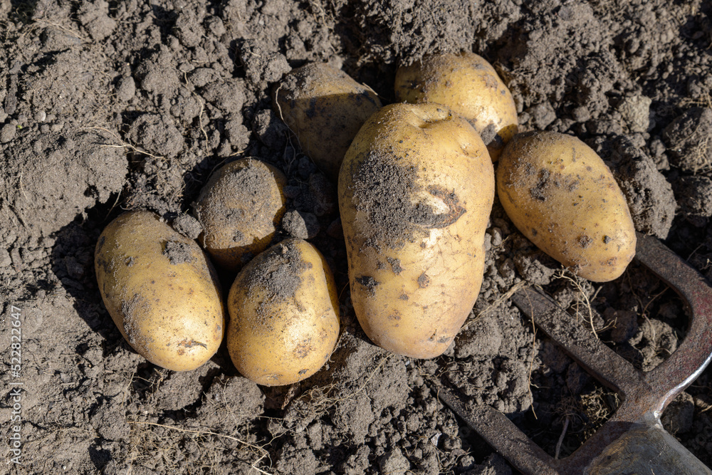 A fresh crop of potatoes harvested with a fork lying on the soil. A fresh crop of potatoes harvested with a fork lying on the soil.